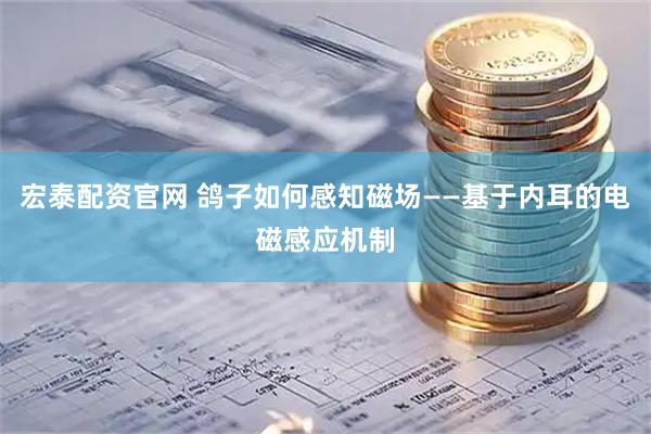 宏泰配资官网 鸽子如何感知磁场——基于内耳的电磁感应机制